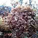 Tuinonderhoud en geen grote winterbeurt-Florera tuinadvies