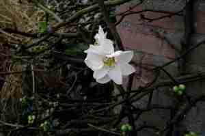Tuin voorjaar januari- Chaenomelis speciosa ' leiplant-FLORERA tuinen ea. buitenruimtes