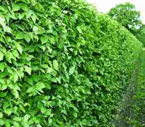 FLORERA tuinen Nederland-tuin Frankrijk-Cornus mas haag.