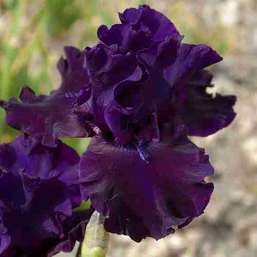Iris is een wonderschone plant in combinatie met lavendel en salvia soorten-florera.nl voor een tuin in Frankrijk.