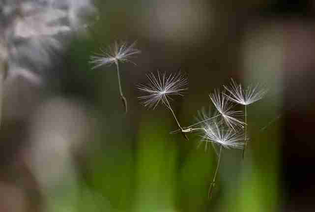 tuin, veldbloemen en weide, paardebloemen kennen we allemaal-Florera tuinarchitectuur Heeze.