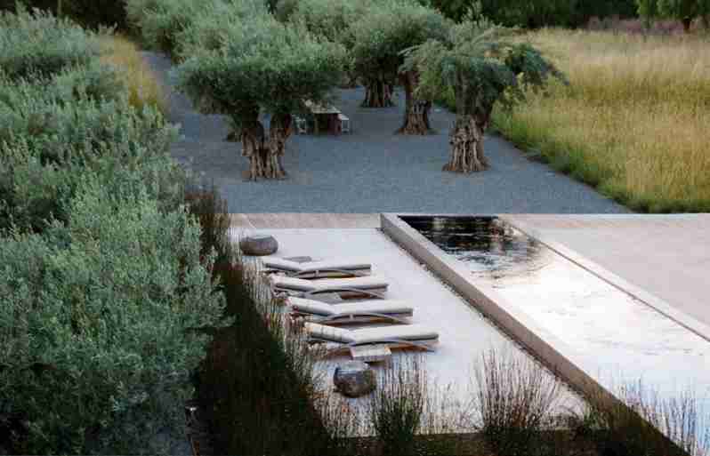 Oude olijven en siergrassen in een tuin- landschapsontwerp van Andrea Cochran, 