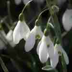 Kleine sierlijke Galanthus als voorjaarsverrassing in nieuwe tuin.