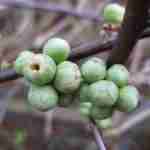 Groengele appeltjes van de Chaenomeles sierheester tegen gevel tuin Heeze.
