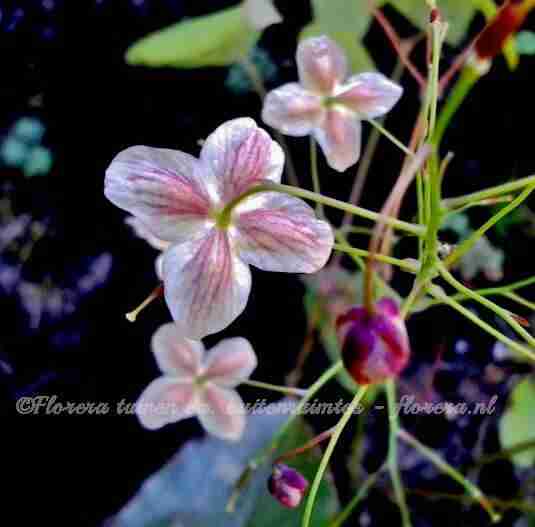 Fragiele bloei met vrolijke kleurtjes in de voorjaarstuin met beplantingsplan Marjan de Koning tuinontwerper.