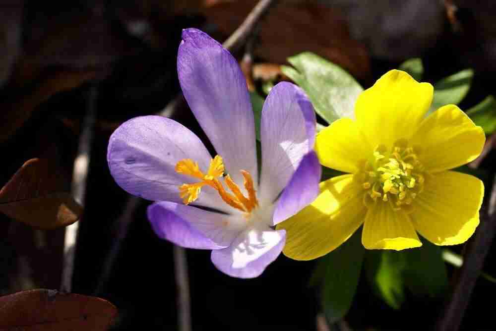 een tuinplan van florera tuinontwerper geeft pas echt plezier tijdens voorjaar in de tuin