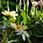 tulpen bloeien prachtig samen met andere vaste planten in tuin