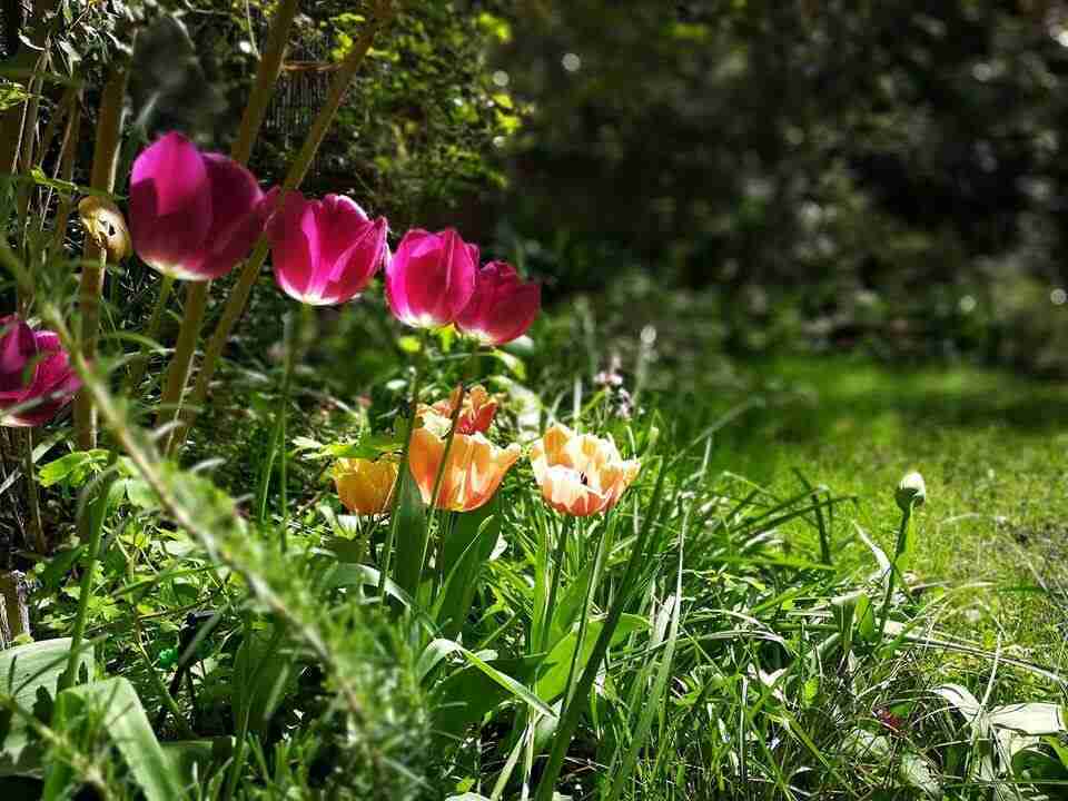 voorjaar in de tuin na tuinplan met tulpen- florera.nl