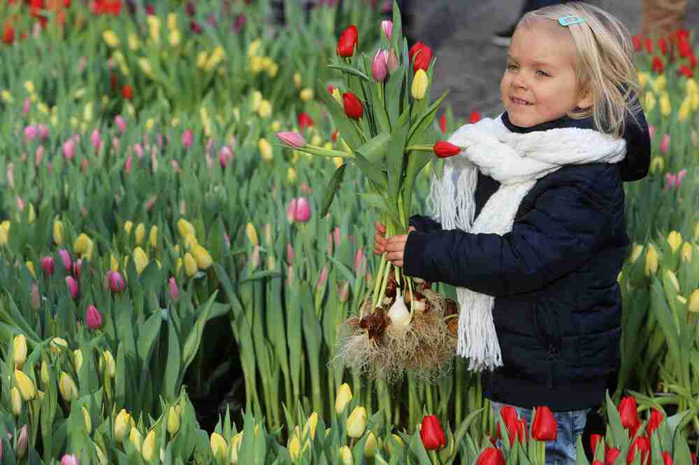 tulpen met weergaloze kleuren in Amsterdam, maar ook in de tuin- florera.nl