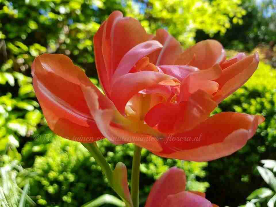 tulipa Menton Excotic in tuin Limburg na tuinontwerp florera.nl