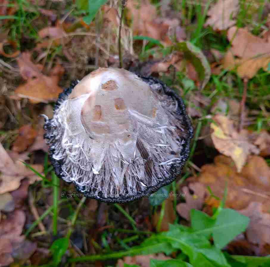 de geschubde inktzwam- paddenstoelen in de tuin en natuur.