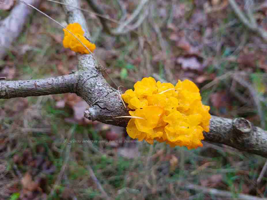 gele trilzwam valt op door de prachtige felle kleuren -florera.nl