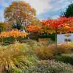 Parrotia geeft rood-oranje en daarna een gele herfstverkleuring - sfeervolle landelijke tuin tijdens herfst- florera.nl