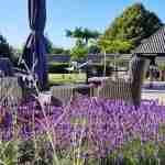 Lavendel en salie tuinkruiden in de tuin om meer te genieten van jouw tuin- florera.nl