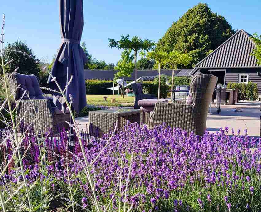 Lavendel en salie tuinkruiden in de tuin om meer te genieten van jouw tuin- florera.nl