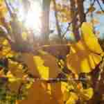Ginkgo biloba wordt volledig goudkleurig tijdens herfst in tuin en natuur, florera.nl