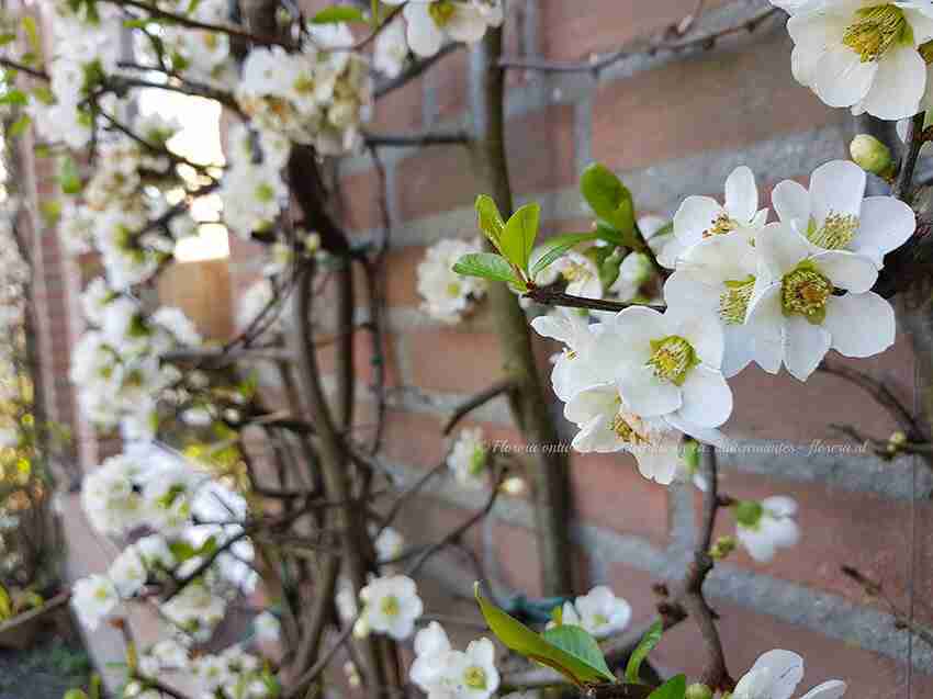 om meer te kunnen genieten van jouw tuin kun je ook mooie winterbloeiers uitleiden tegen een muur, bijv. bij de voordeur-florera.nl