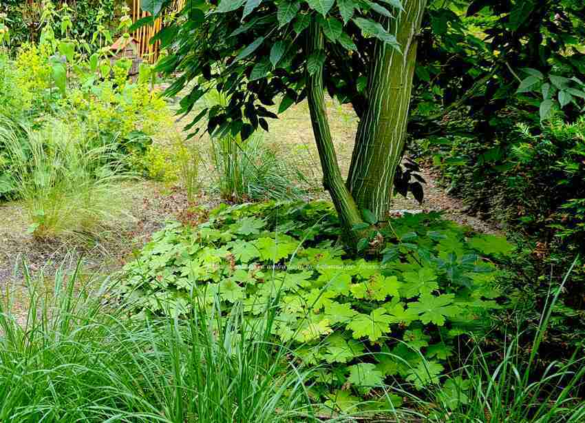 Acer davidii 'Rosalie'met haar prachtige bast en mooie vaste planten in de tuin- florera.nl