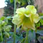 Helleborus bloeit in de wintertuin tot in het lente seizoen en draagt hierdoor bij aan een rijker bijenleven-florera.nl
