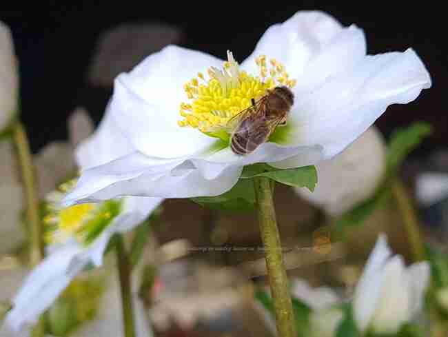 wilde bijen bezoeken graag de vroegbloeiende Helleborus bloemen, hierdoor helpen deze planten ook weer een klein beetje mee aan bestuiving en biodiversiteit-florera.nl