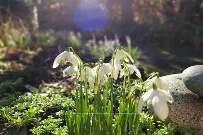 Bloeiende Galanthus in Januari na aanleggen via Florera