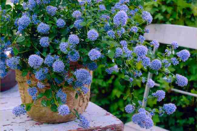 Mediterrane tuinplanten: de Ceanothus in tuinpot
