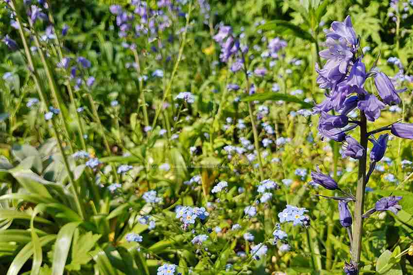 beplantingsplan natuurlijke tuin laten maken via Florera tuinontwerp-florera.nl
